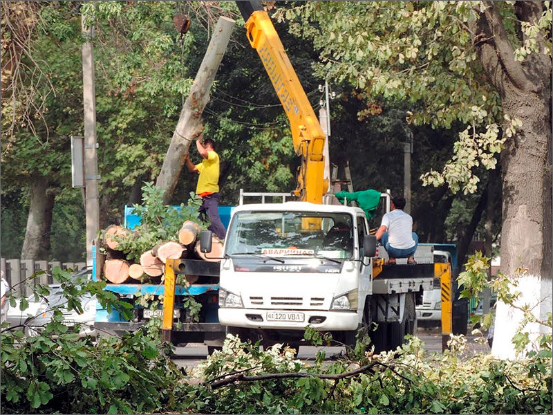 Дарахт кесиш бўйича «пешқадам» вилоятлар аниқланди
