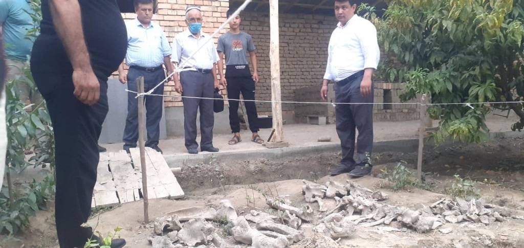 Яна номаълум ҳайвон суяклари топилди