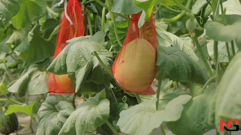 Ўзбекистонлик олимлар қовуннинг янги навларини яратмоқда