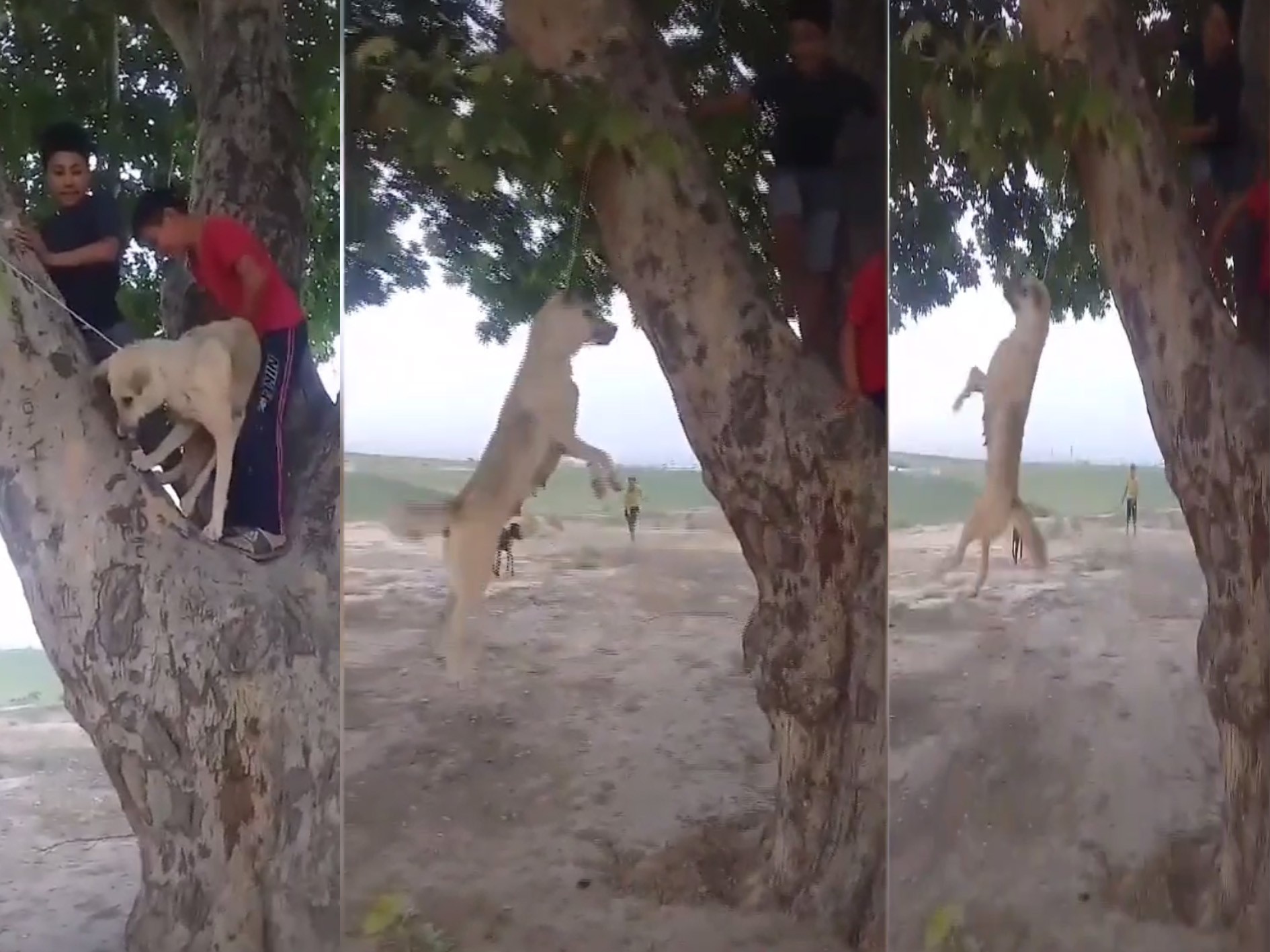 Наманганда мактаб ўқувчилари товуқларга зарар етказган итни чинорга осиб қўйди (18+)