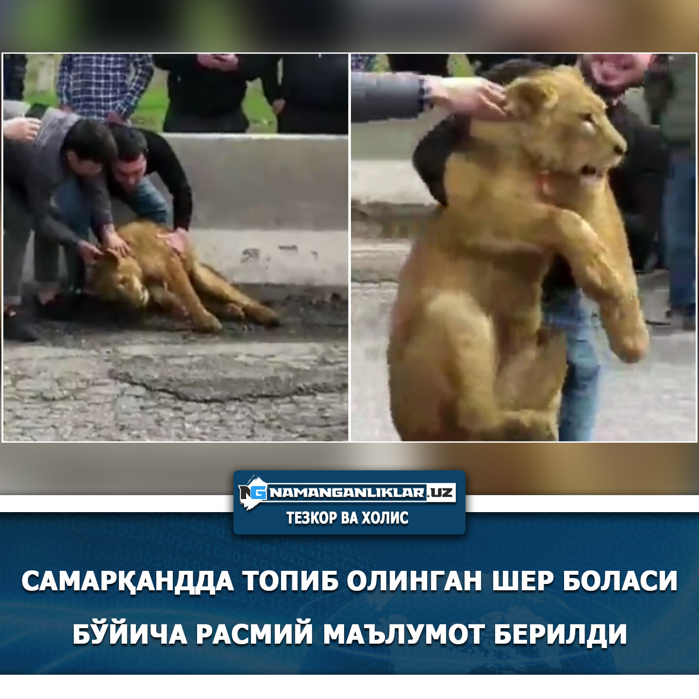 Самарқандда топиб олинган шер боласи бўйича расмий маълумот берилди