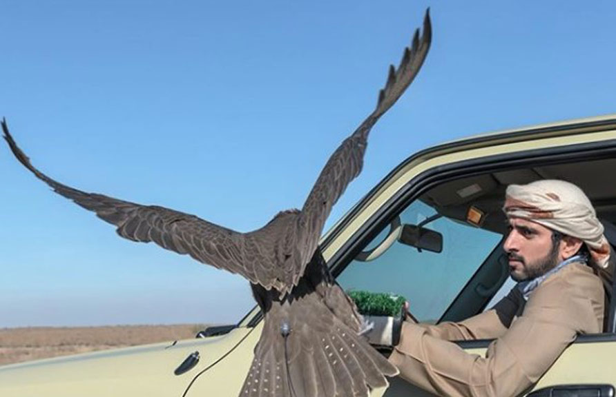 Dubay amirining o‘g‘li O‘zbekistonda lochin bilan ov qildi (video)