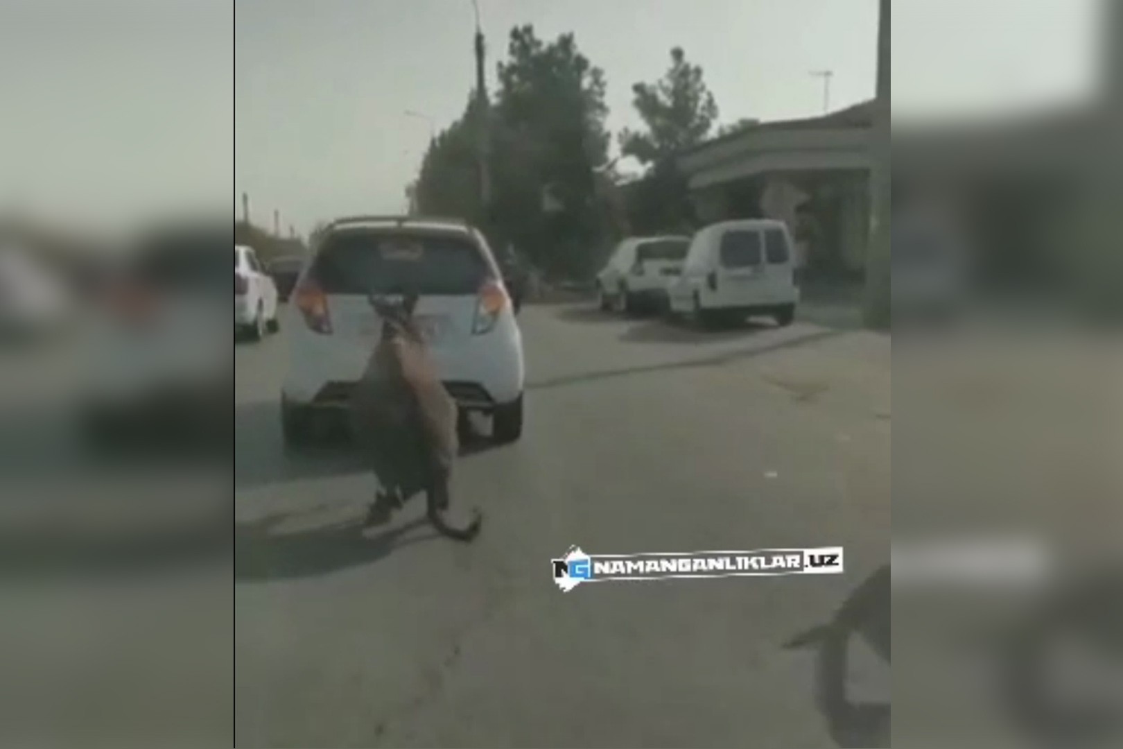 Эшакни «Spark»да судраб шаҳар айлантирган шахс қўлга олинди