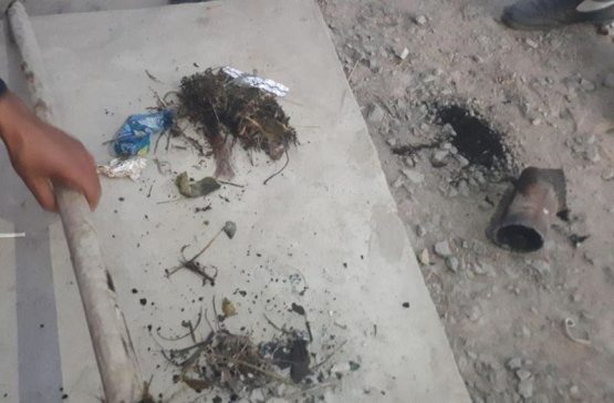 Хоразмда бутун бошли оиланинг ўлимига қушлар сабабчи бўлган