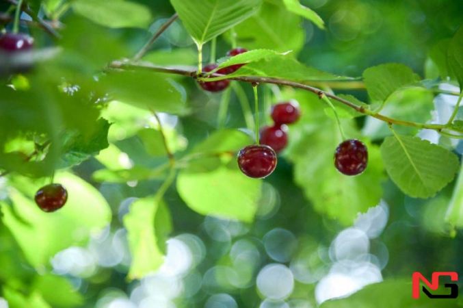 Дала четларида олча етиштириш кўпайтирилади