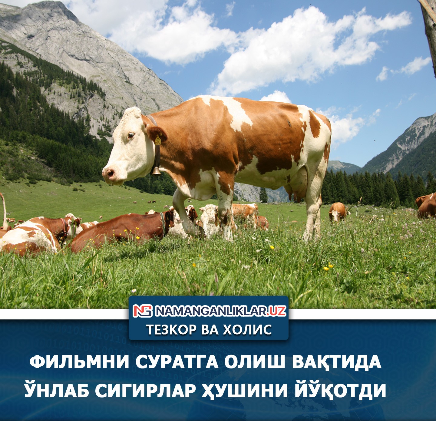 Фильмни суратга олиш вақтида ўнлаб сигирлар ҳушини йўқотди