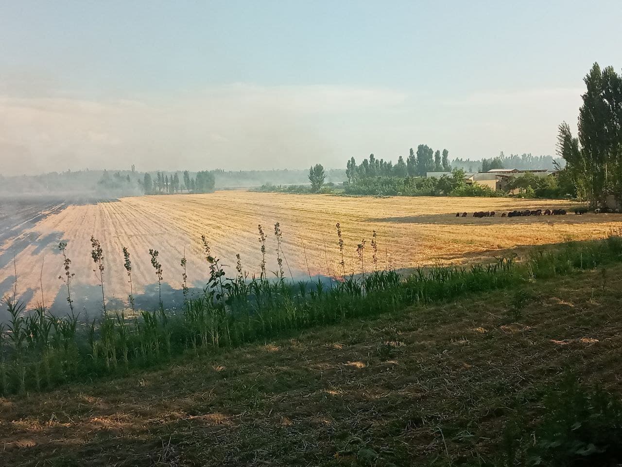 Уйчи туманида буғдой далалар ёқиб юборилмоқда, ҳолат юзасидан муносабат билдирилди
