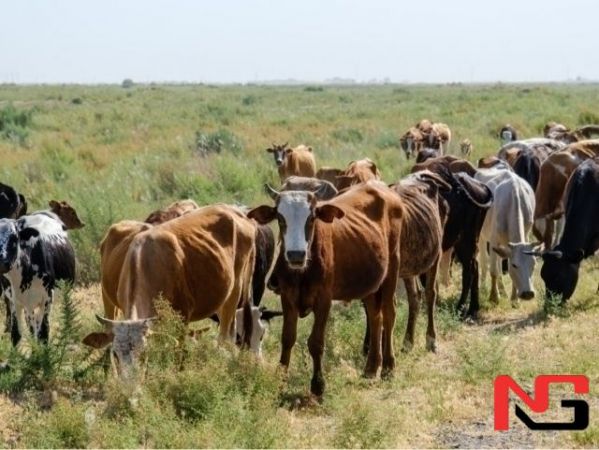 Ўзбекистонда ҳайвонларни идентификация қилиш талаблари белгиланди