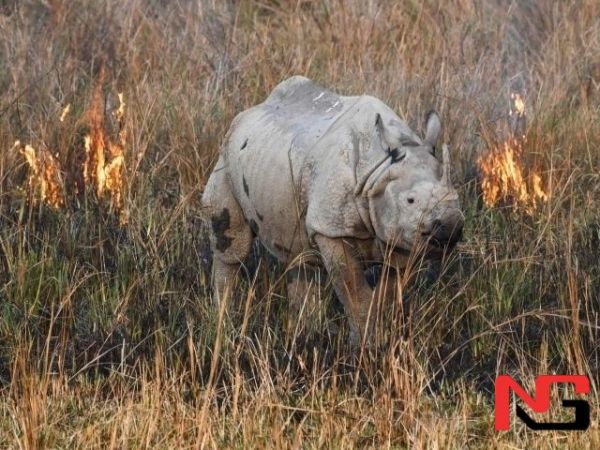 Дунёда 1 млн турдаги ўсимлик ва ҳайвон йўқ бўлиб кетиш арафасида – БМТ