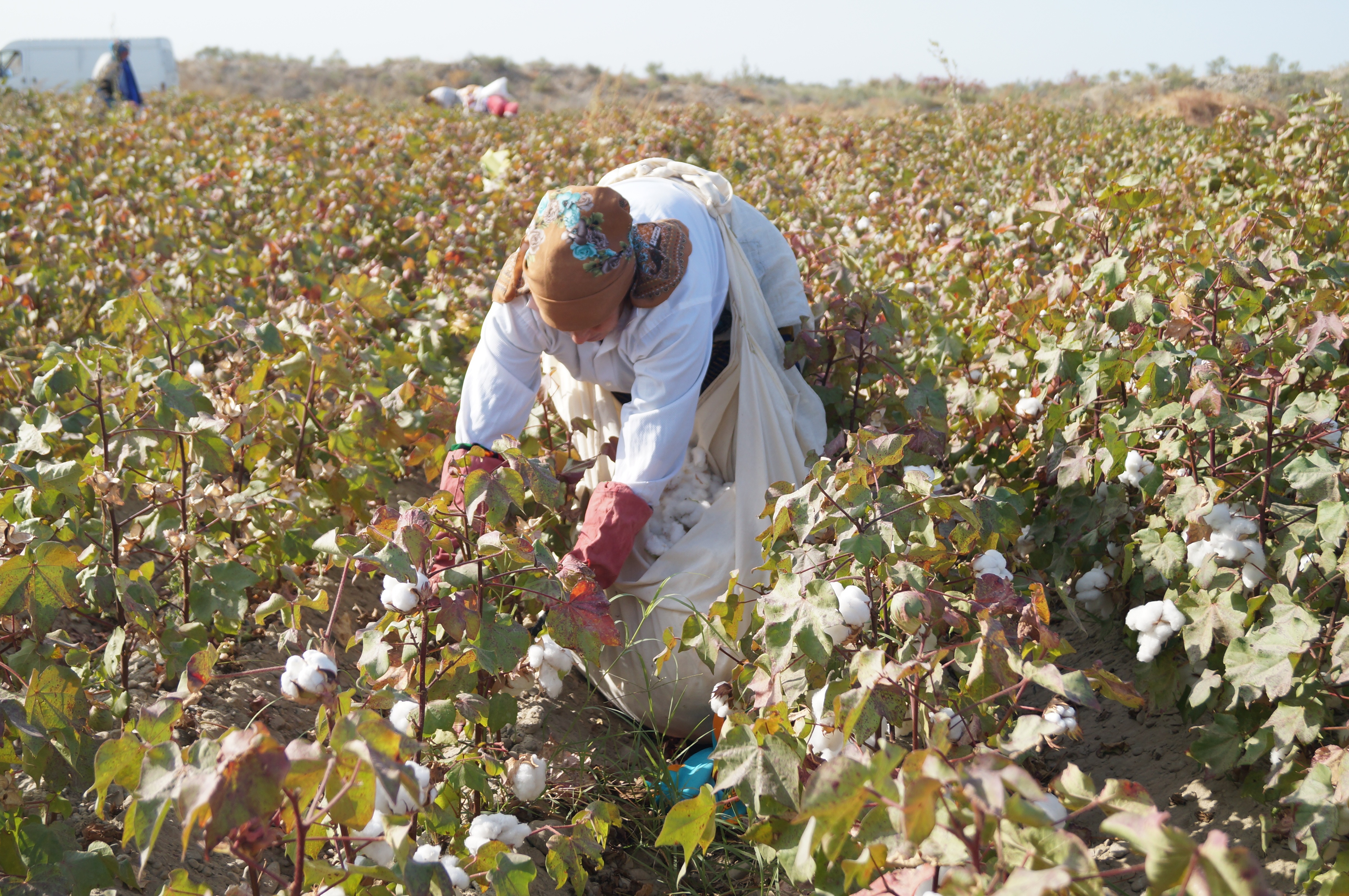 Мажбурий меҳнат: 5 нафар мансабдор шахс маъмурий жавобгарликка тортилди