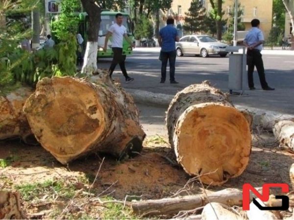 “Бу экологик жиноят”. Депутатлар Мурод Назаровнинг таклифига қарши чиқди