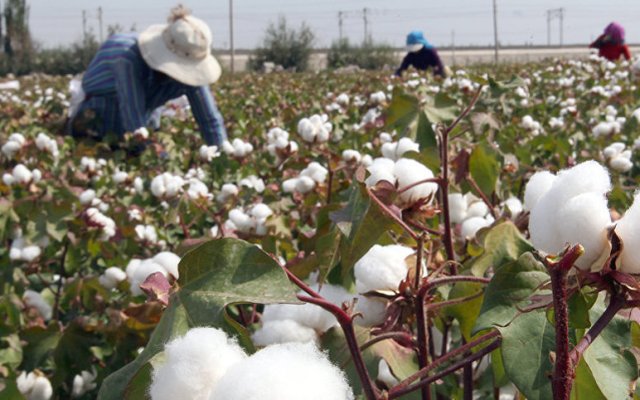 Fuqarolarni paxta terimiga majburan jalb etgan Bog‘ot tumani hokimi jarimaga tortildi