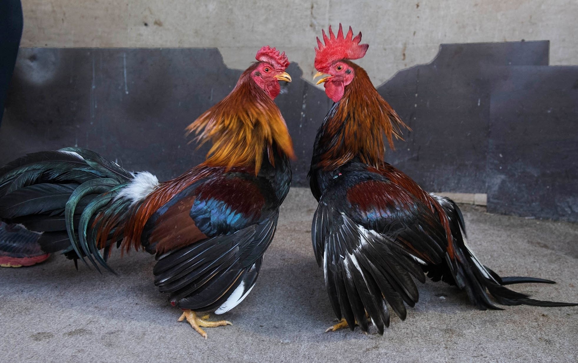 Самарқандда уйида хўроз уриштирган шахслар қўлга олинди