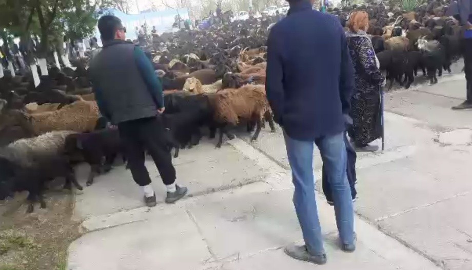 Туман марказига ҳайдаб келинган қўйлар бўйича расмий маълумот берилди