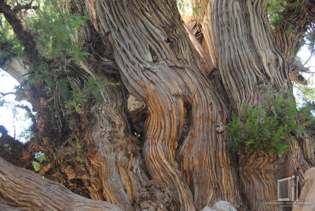 Можрум арчаси — дунёдаги энг йирик игна баргли дарахтлардан бири (+фото)