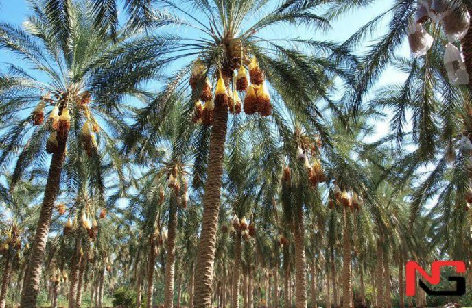 Фатво маркази Мадинада пул эвазига хурмо экишга муносабат билдирди