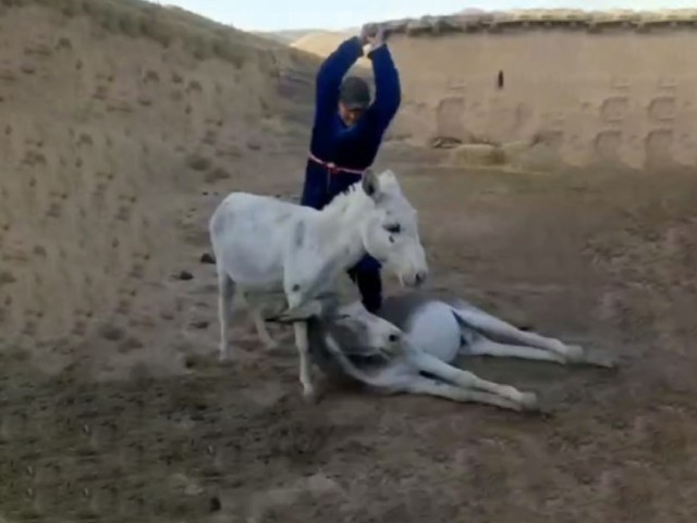 Қашқадарёда эшакларни аёвсиз калтаклаган шахс 12 суткага қамалди