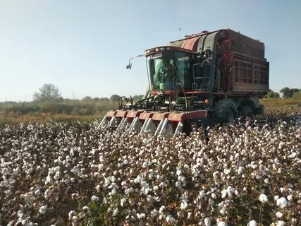 Президент Администрацияси 12 йиллик пахта бойкоти олинганига муносабат билдирди