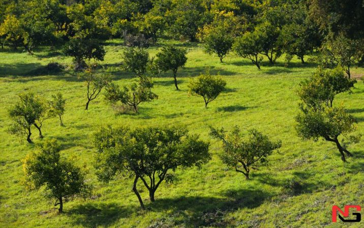 2030 йилгача 1,5 миллион гектарда ўрмонлар барпо этилади